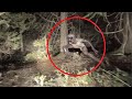 Top-Secret Footage: Creatures No Scientist Has Ever Seen