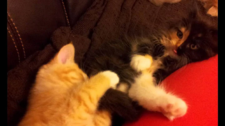 Video 889931: maine coon cross kittens