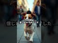 日本の犬だけ落ち着きすぎている。海外の愛犬家が衝撃を受けた理由