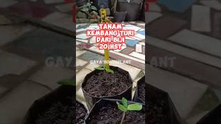 Ep.315 TANAM KEMBANG TURI DARI BIJI 20 HST | Update EP.312  @GayaHouseplant #garden #short #shorts