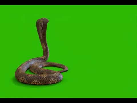 Large cobra snake attacking many time Green Screen VFX & CGI Effects