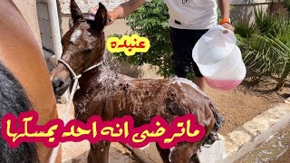 خلينا بتال يسوق فينا😥😂|ترويش المهره الصغيره لأول مره 🐎