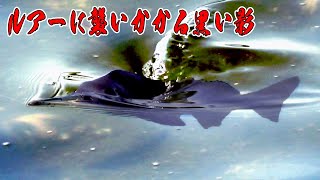 思いがけない時にくるのが釣りってものですよね・・・