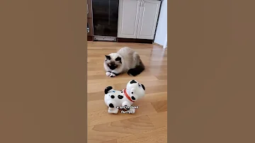 Вот почему кошки не любят купаться 😊
