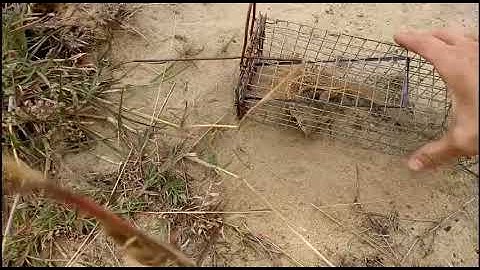 Đi bẫy Dông Cát đầu mùa 2020 - Bẫy Dông bẫy được cả chim lạ