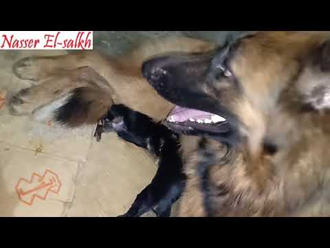 فيديو: تقدم كلاب العلاج في Hudson Valley Paws من أجل سبب تخفيف التوتر للعسكريين وعائلاتهم فيديو: تقدم كلاب العلاج في Hudson Valley Paws من أجل سبب تخفيف التوتر للعسكريين وعائلاتهم