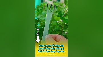 Dụng cụ cào rễ trồng cây bonsai bằng thép không gỉ, thiết kế tiện dụng và tay cầm chống trượt, an to