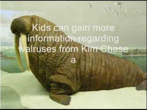Facts About Walruses Walruses For Kids Amazing