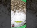 ☝🏽 ¡ASÍ se capturan MILLONES de CAMARONES! 🦐 Tecnología y Automatización en la Industria Pesquera