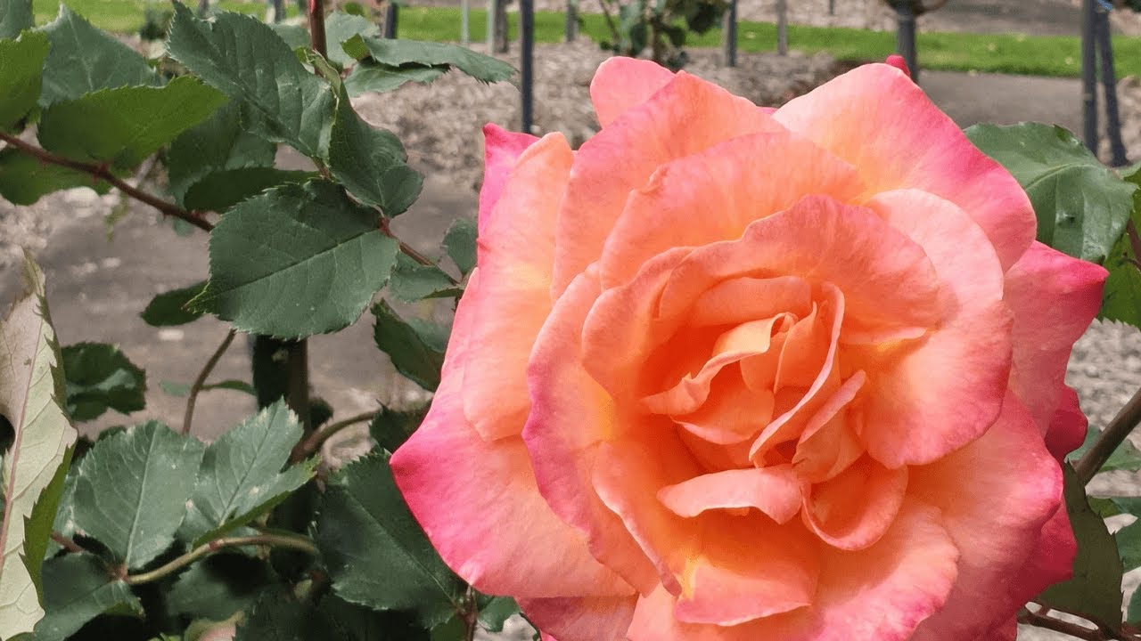 A moment with Roses/ Nature's Gentle whisper 🌹