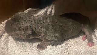 Things Got Complicated With The New Born Puppy ( American Bully )