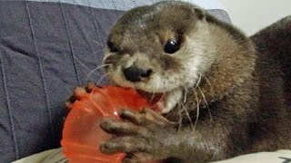Aty can't let go of his favorite ball [Otter life Day 176] 大好きなボールが手放せない