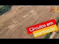 Círculos aparecem em plantação de trigo no interior de Entre Rios