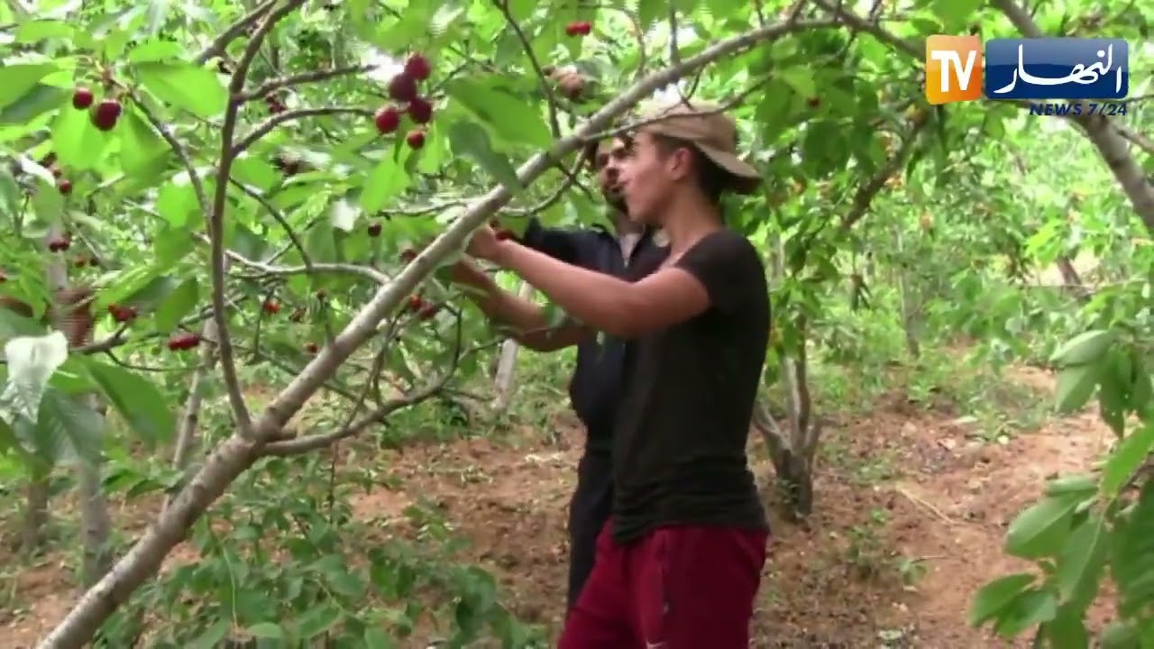سوق أهراس: إنتاج وفير ونوعية مميزة لفاكهة الكرز بمنطقة أولاد إدريس