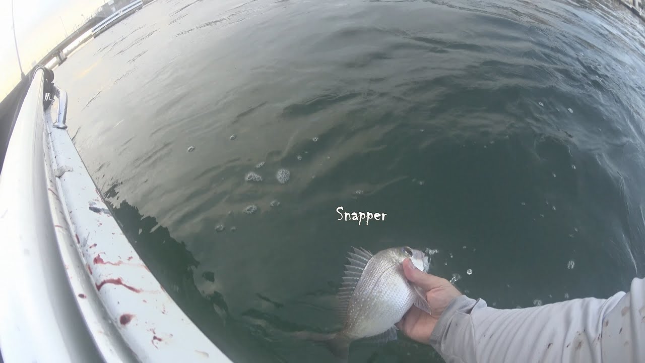 Boat Fishing Lake Macquarie Catching Stonker Bream & Snappers on Squid Strips YouTube