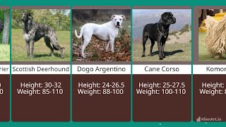 Most Dangerous Dogs Size | Dunya of comparison | by Dunya of Comparison 6,151 views 3 months ago 1 minute, 36 seconds