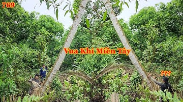 Vua Khỉ cưa điều khiển cây Dừa đang nghiêng, nằm vào phía trong bờ như thế nào? Cutting coconut tree