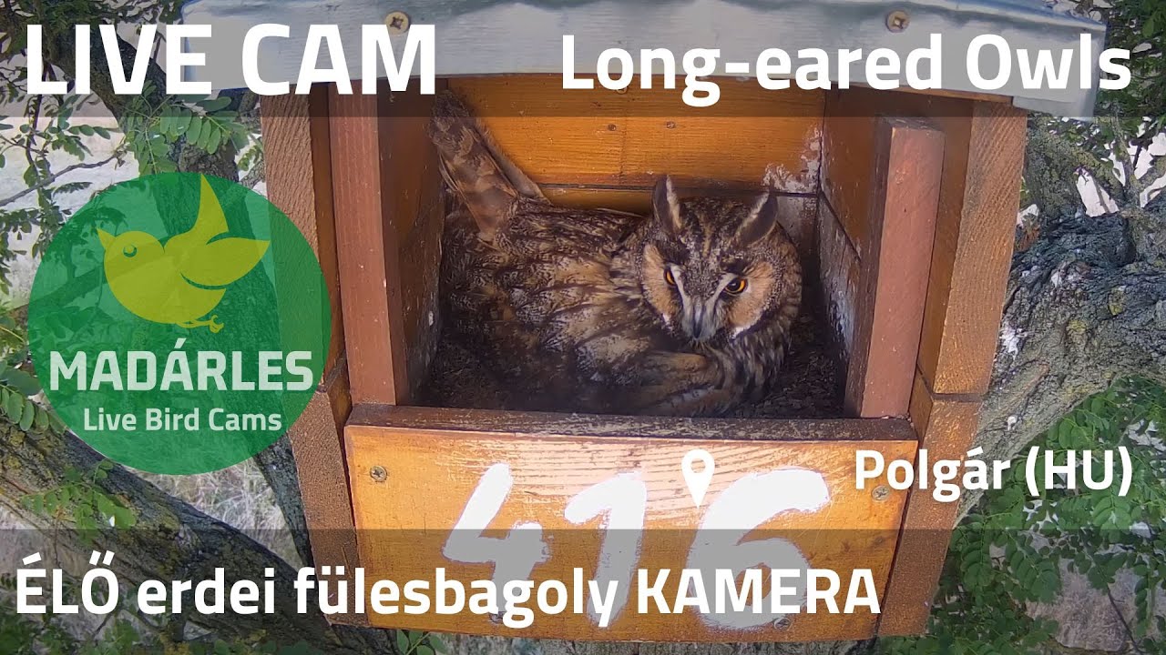 LIVE Long-eared Owl Nest Cam (Polgár, Hungary)