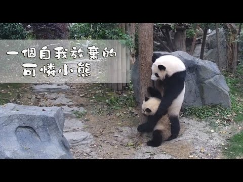 《熊貓早晚安》有媽媽在的地方，告訴自己要堅強！| iPanda
