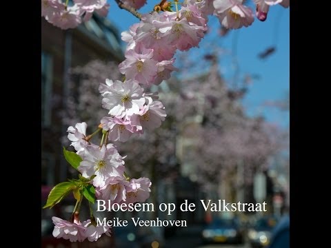 Bloesem op de Valkstraat