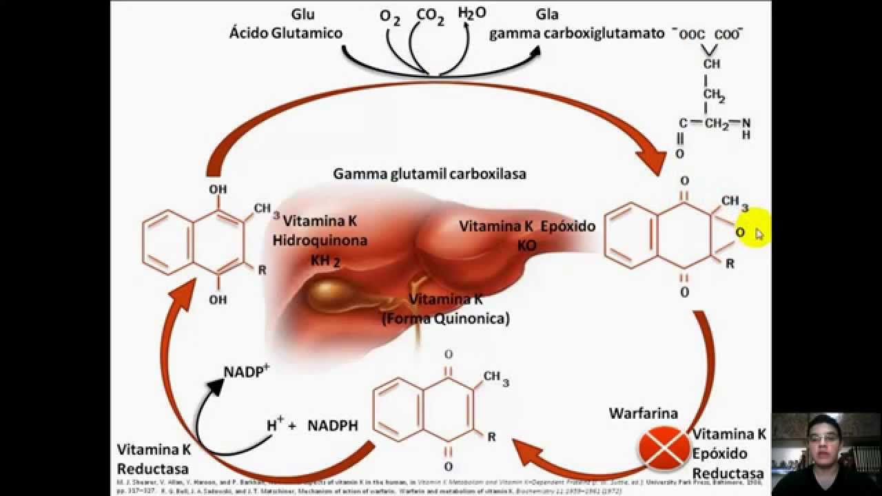 alimentos que aceleran el metabolismo para perder peso - ¿Qué es?