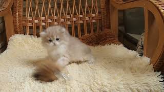 Boy BLH cy12 by Diana's Dream cattery 517 views 6 months ago 18 seconds