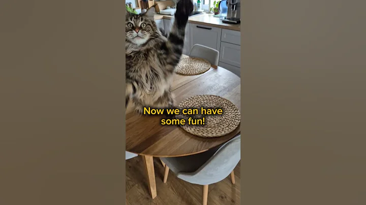 Video 11679441: mains coon cat mainecoon, maine coon cat funny, cute maine coon cat, maine coon playing