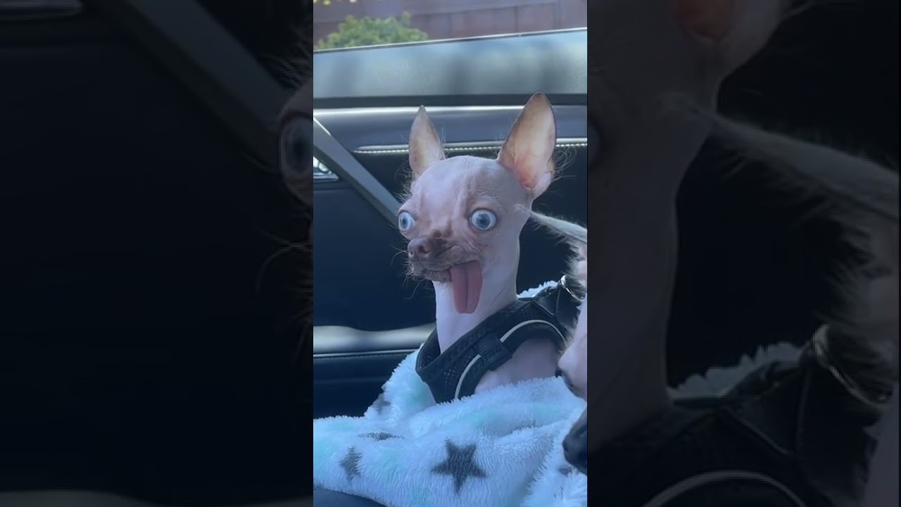 Chihuahua makes goofy faces with tongue hanging           
