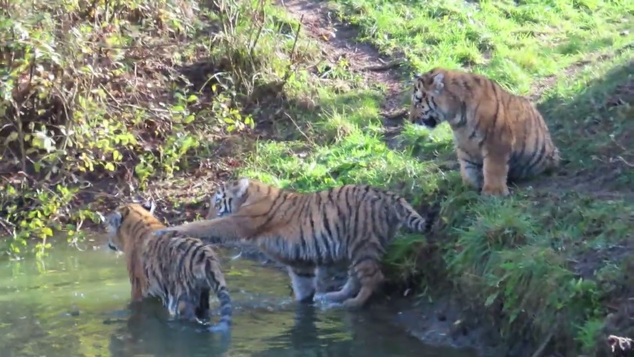 Siberische tijgerwelpen 8 november 2025.