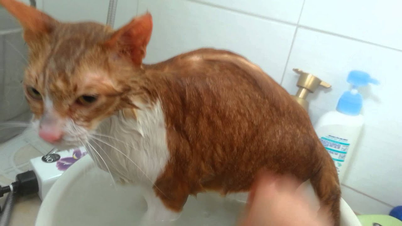 고양이 목욕 1 Cat bath YouTube