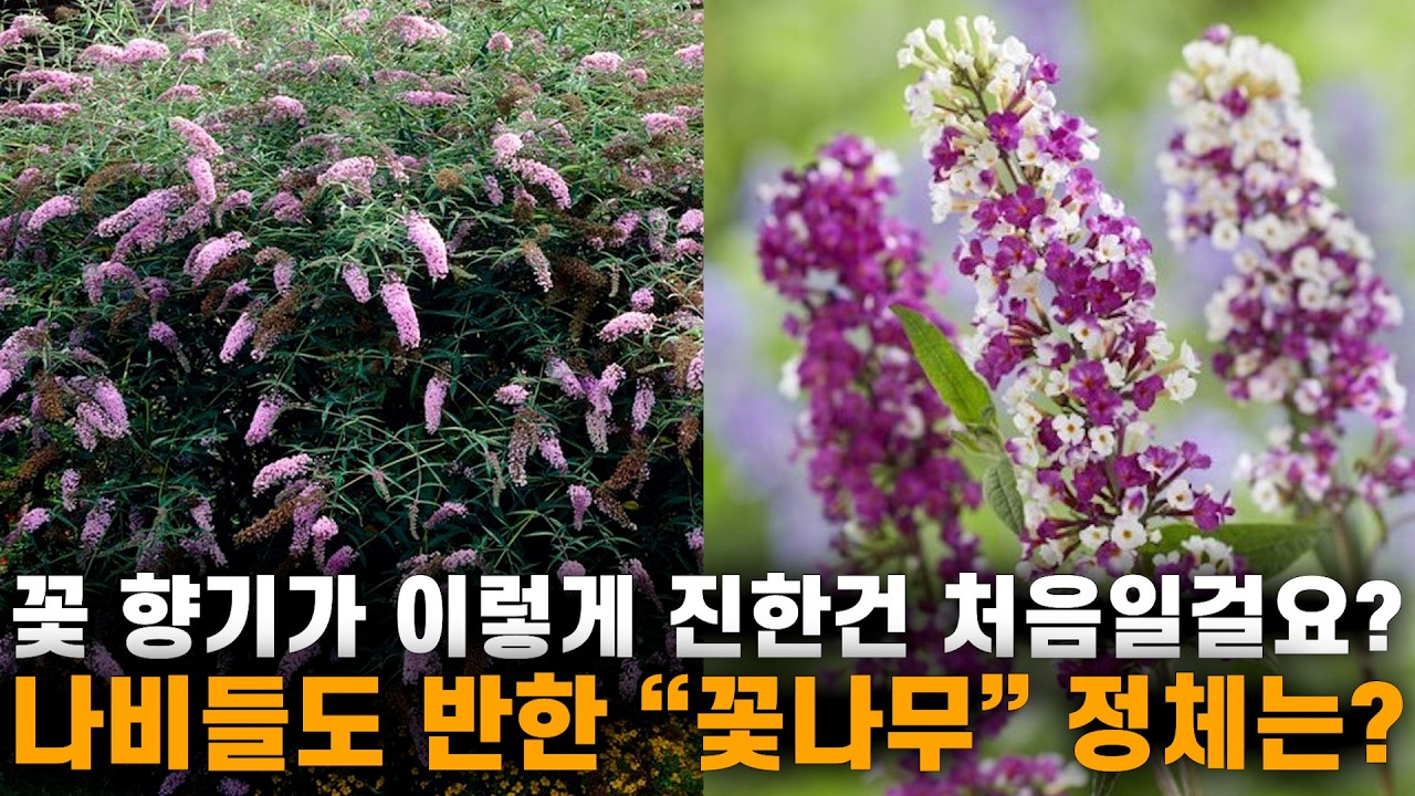 꽃향기가 이렇게 진하다고?? 정원을 가득 채우는 달콤하고 진한 향기!! 나비들이 반해버린 꽃나무!! 전국 노지월동 가능 ...