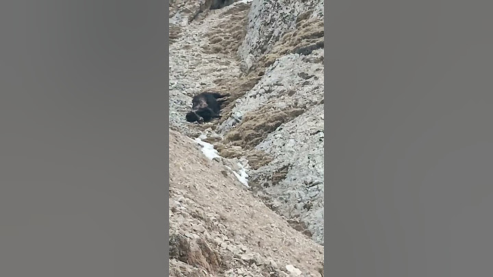 Snow leopards hunt adult yaks  So impressive！雪豹猎捕成年牦牛 太厉害了 #animal【跟着图尔去旅行】