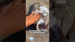 Boy Saves a Baby Stingray from Inside Its Mother 🦈 #animals #rescue #pets #shortfeed #fish