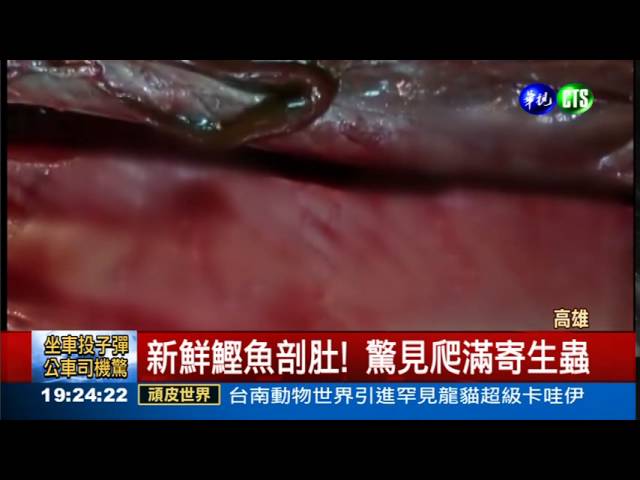 新鮮鰹魚生魚片驚見寄生蟲 Youtube