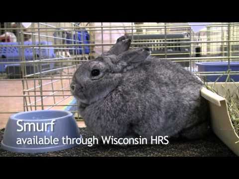 Dane County Humane Society and the Wisconsin House Rabbit Society hosted Bunny Days on September 26th. Many wonderful bunnies are still waiting for loving new homes!