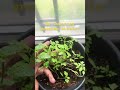 Cherry tomatoes growing nicely! #garden #plantitasandplantitos #houseplants #tomatoes