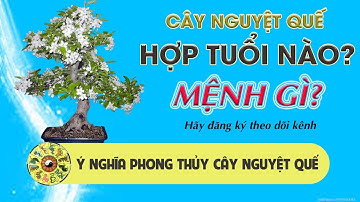 Cây Nguyệt Quế hợp mệnh gì? tuổi gì? Ý nghĩa phong thủy