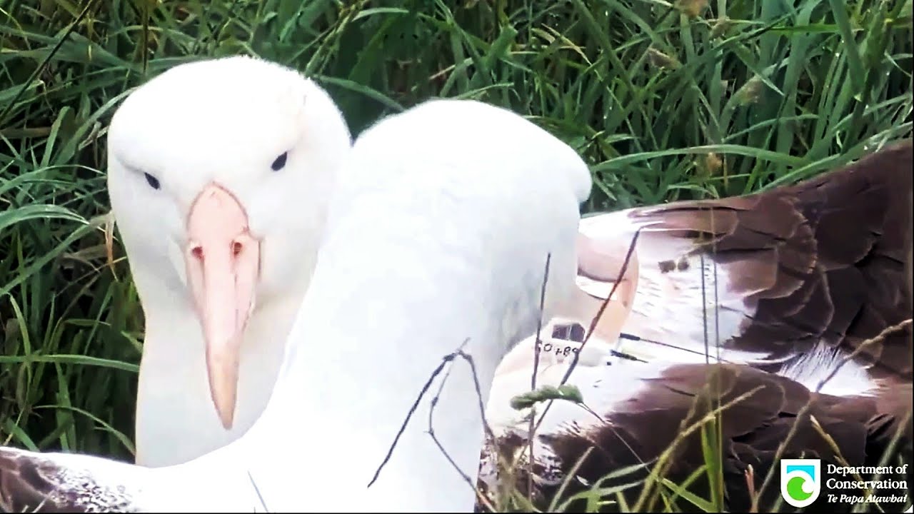 Royal albatross~💞😍 Welcome back RLK! Great arrival and greeting~12:14 pm 2025/01/03