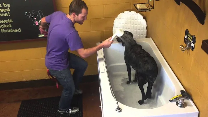 Shake It Off Doggies - Taylor Swift "Shake It Off"...