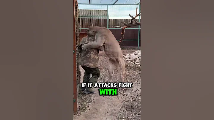 How To Survive A Mountain Lion Encounter