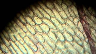 Onion Cells Under Microscope! REALLY COOL!!!