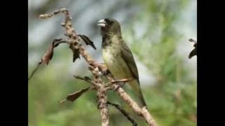 PAPA CAPIM VIVITI MELODIA 05 HORAS - PARA ADESTRA!