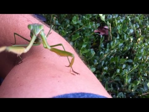 Praying Mantis Attacks, Flip Flop Skateboarding, and Knife Pimping
