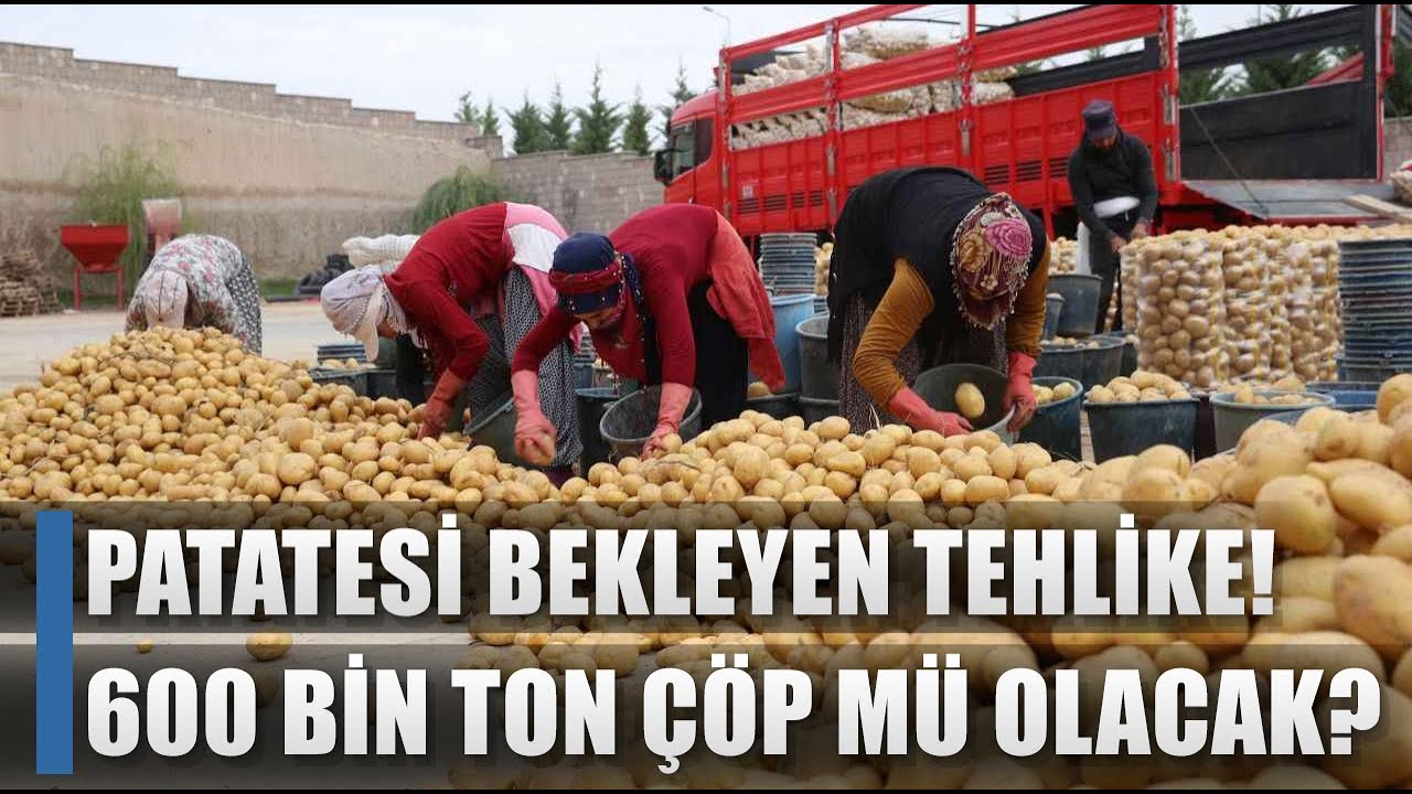 Patatesi Bekleyen Tehlike! 600 Bin Ton Patates Çöpe mi Gidecek? / AGRO TV HABER