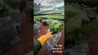 Xanh Lùn Chuẩn Giống Về Đắk Nông 👍 0933.333.771 - 09.6996.1379 - 09.7777.4535 #thegioicaygiong 🌏