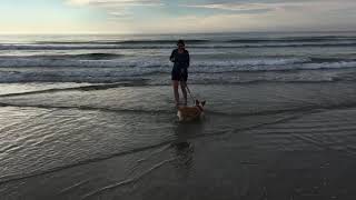 Corgi runs into the ocean by Jackie Sullivan Passetti 307 views 6 years ago 19 seconds