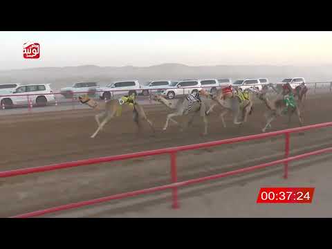 الشوط 5 الشاهينيه لـ محمد حمد راعي قحير الدرعي 2 12 10 شارة الصندوق 2025 03 22 فطامين الرقيعات 