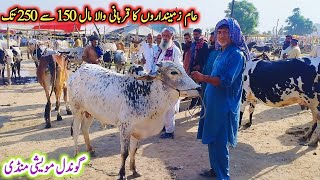 Today Gondal Mandi latest update 24May 2026!pher Aa gya Sasta Mall 160 se 260 ke Range ka Mall!