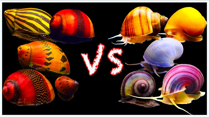 Mystery Snail vs Nerite Snail Showdown: Which One is Better?