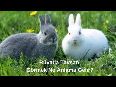 Video: Bir tavşan neden bir rüyada rüya görür - gri, beyaz, tavşan